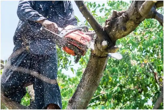 tree services Stoneboro